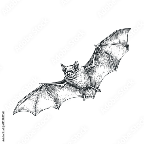 Detailed ink drawing of a flying bat