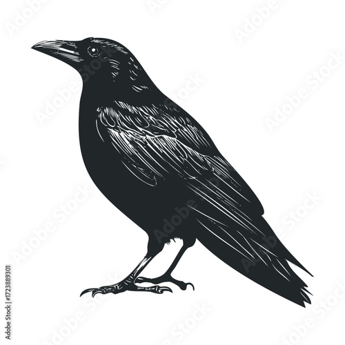 Detailed black woodcut drawing of a crow standing in profile. 
