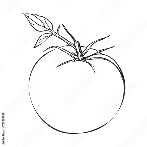 Hand drawn sketch of a tomato with a stem and leaves