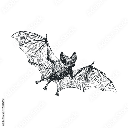 Detailed sketch of a bat with outstretched wings in flight.