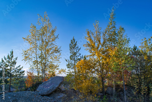 Autumn trees against the blue sky close-up