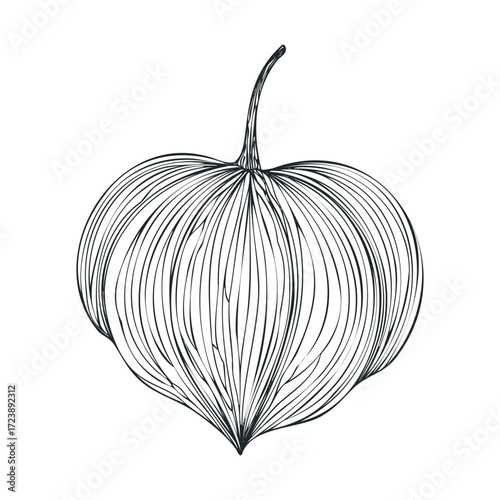 Delicate line engraving of a spherical gourd with a thin stem