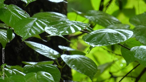 Rain in the forest drips onto green leaves in slow motion