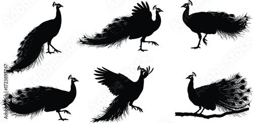 peacock, bird, wildlife, animal, silhouette, icon, vector, illustration, black, white, standing, walking, flying, perched, posture, anatomy, feathers, ornamental, tropical, study, design, behavior
