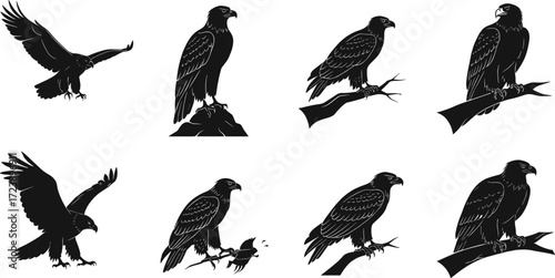 eagle, bird, wildlife, animal, raptor, silhouette, icon, vector, illustration, black, white, perched, flying, landing, standing, hunting, posture, anatomy, feathers, predator, study, behavior