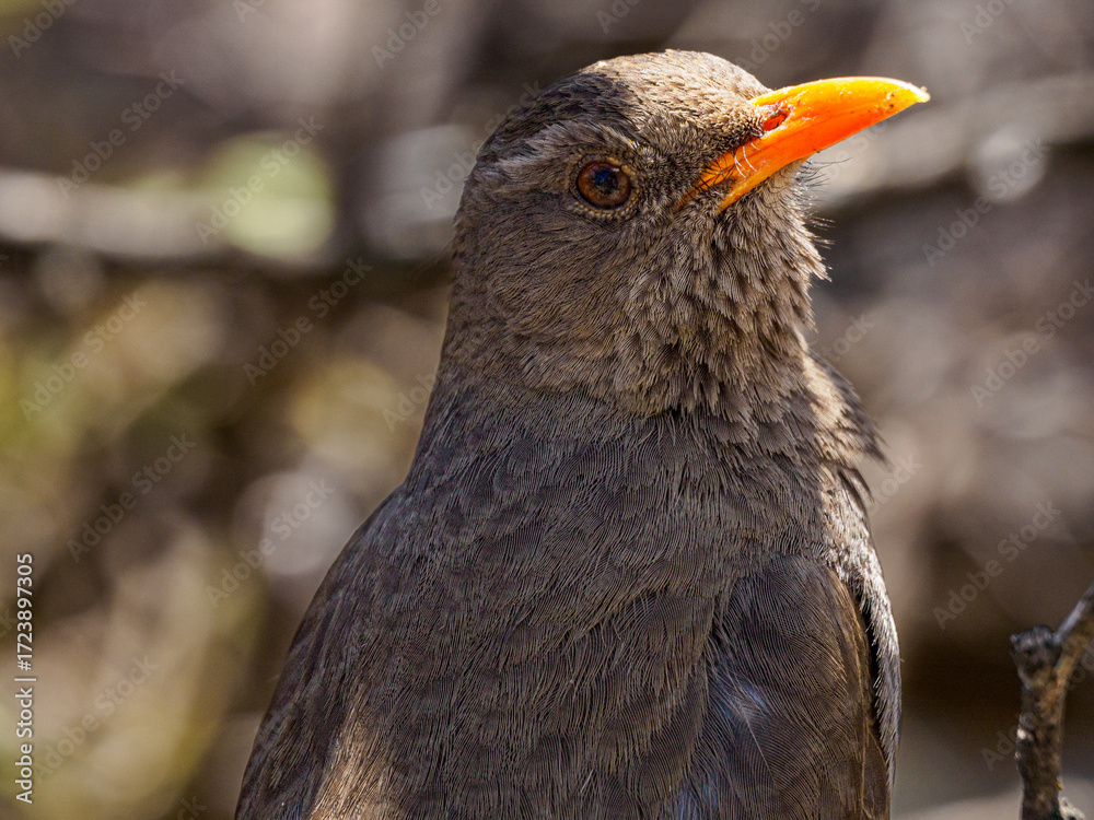 Obraz premium Common Blackbird