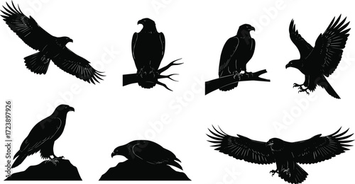 eagle, bird, wildlife, animal, raptor, silhouette, icon, vector, illustration, black, white, perched, flying, landing, standing, feeding, posture, anatomy, feathers, predator, study, design, behavior
