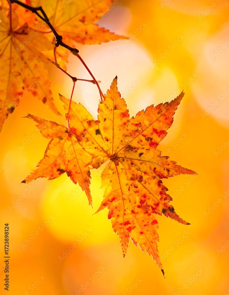 Fototapeta premium Autumn maple leaf in golden light