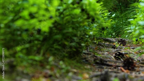 panorama of a forest path with blueberry bushes