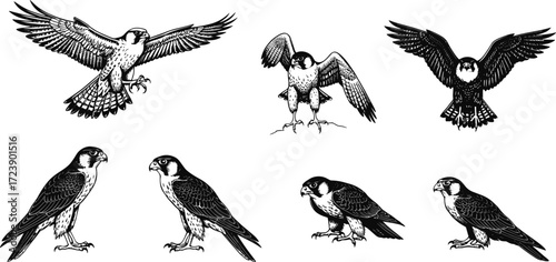 falcon, bird, wildlife, animal, raptor, silhouette, icon, vector, illustration, black, white, perched, flying, standing, landing, posture, anatomy, feathers, predator, study, design, behavior