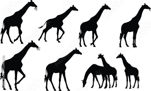Giraffe silhouettes, African wildlife, walking, feeding, herd group, tall animal, safari vector illustration