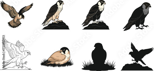 falcon, bird, wildlife, animal, raptor, silhouette, icon, vector, illustration, black, white, perched, flying, standing, posture, anatomy, feathers, predator, study, design, behavior