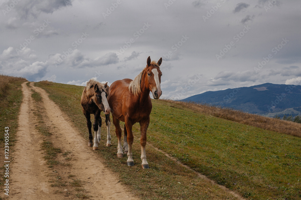 Obraz premium Beautiful horses grazing in Carpathian mountians in early autumn, Ukraine