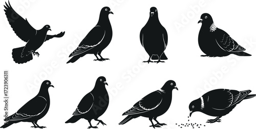 pigeon, bird, wildlife, animal, silhouette, icon, vector, illustration, black, white, flying, standing, walking, sitting, feeding, posture, anatomy, feathers, urban, study, design, behavior