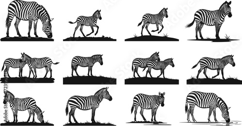 Zebra silhouettes, African wildlife, zebra grazing, walking, running, herd group, savanna animal vector illustration