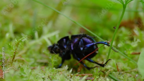 A sick blue beetle moves slowly and dies on the ground