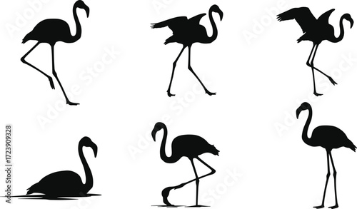 flamingo, bird, wildlife, animal, silhouette, icon, vector, illustration, black, white, standing, walking, flying, sitting, posture, anatomy, feathers, tropical, study, design, behavior