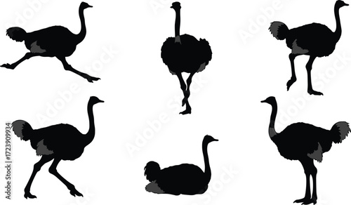ostrich, bird, wildlife, animal, silhouette, icon, vector, illustration, black, white, running, standing, walking, sitting, posture, anatomy, feathers, Africa, study, design, behavior
