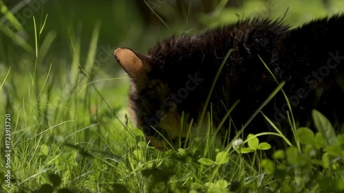 The cat is sitting on the lawn and eating grass