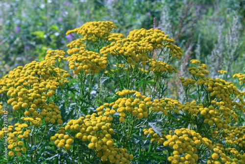 Yellow wildflowers in a field