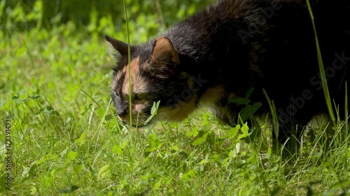 a cat is looking for food in the grass