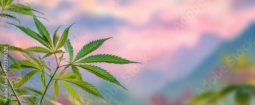 The Cannabis Leaves in Pastel Sunset Light Over Blurred Mountains