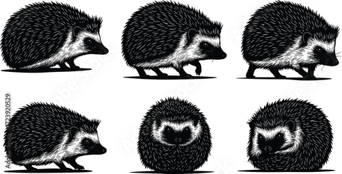 hedgehog, wildlife, animal, mammal, silhouette, icon, vector, illustration, black, white, walking, standing, curled, posture, anatomy, spines, forest, nature, study, design, behavior