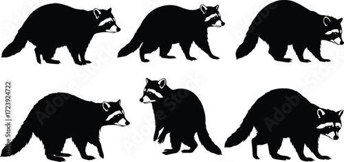 raccoon, wildlife, animal, mammal, silhouette, icon, vector, illustration, black, white, walking, standing, alert, posture, anatomy, forest, nature, study, design, behavior
