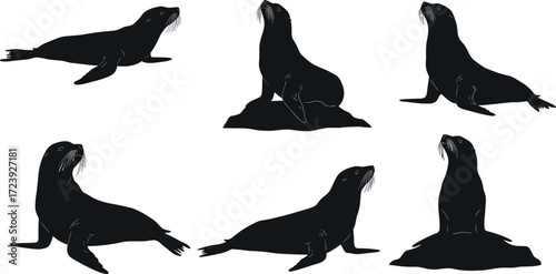 sea lion, marine, wildlife, animal, mammal, silhouette, icon, vector, illustration, black, white, sitting, lying, posture, anatomy, aquatic, nature, rock, study, design, behavior