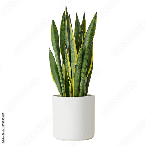 A cut-out elegant snake plant (Dracaena trifasciata) in a sleek white pot, set against a transparent background.