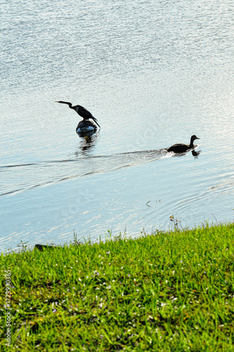 Silhouette of a Cormorant standing on float with a Mallard duck swimming past, backlit, from late afternoon sunlight