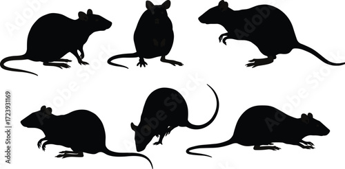 rat, rodent, wildlife, animal, mammal, silhouette, icon, vector, illustration, black, white, sitting, crouching, walking, posture, anatomy, nature, study, design, behavior, tail