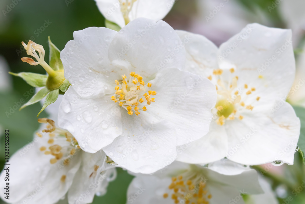 Obraz premium Macro view white flowers Philadelphus coronarius, blossoming white petals flowers with raindrops. Selective focus.