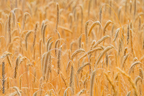 Close-up of ripe wheat stalks in a late summerearly autumn field Golden heads heavy with grain Natural agricultural scene, dominant colors gold, green Slightly lower angle view Soft shadows fro