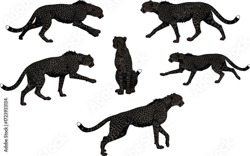 Cheetah vector illustration collection, spotted wild animal poses, jungle predator artwork, wildlife hunting design, big cat drawing, running feline graphic