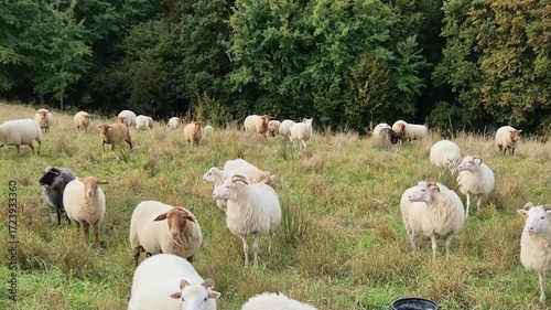 Loudly bleating sheep on an idyllic pasture in autumn