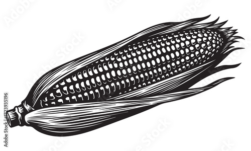Monochrome Graphic Illustration of a Partially Husked Ear of Corn