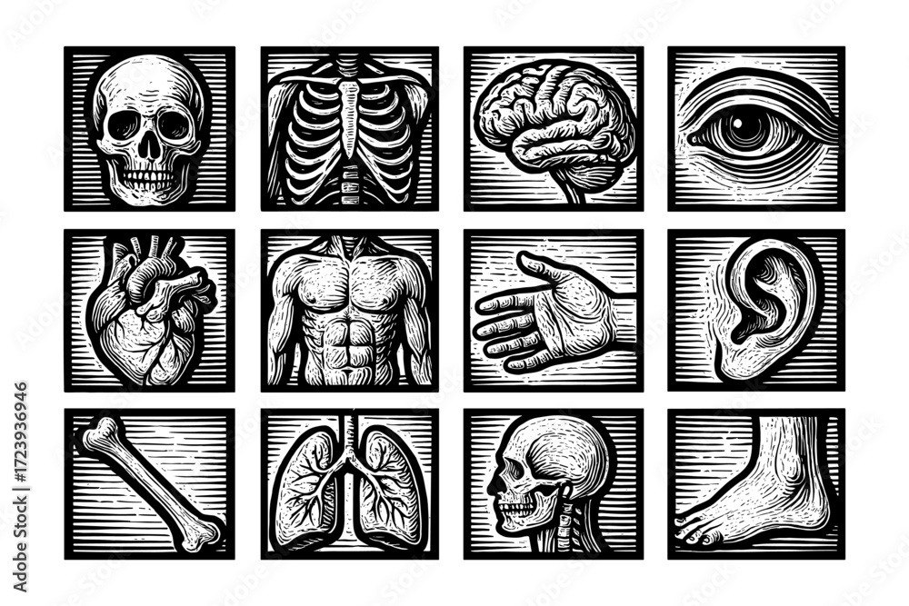 Obraz premium Vintage human anatomy engraving collection: detailed organs and body parts