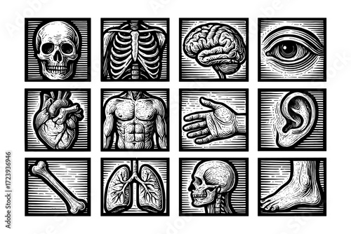 Vintage human anatomy engraving collection: detailed organs and body parts
