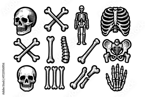 Vintage skeleton bone set with skull, rib cage, spine in engraved style