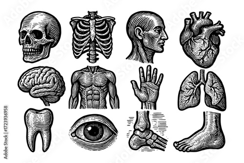 Detailed anatomical illustrations of human body parts in vintage engraving style