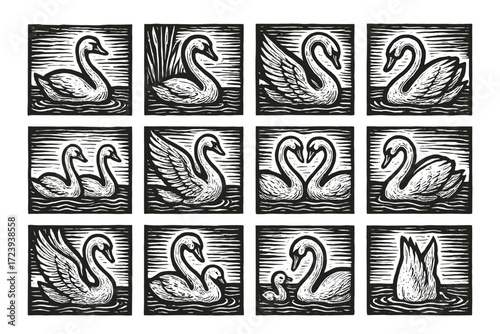 Elegant swan collection: black and white linocut art series of graceful birds in water