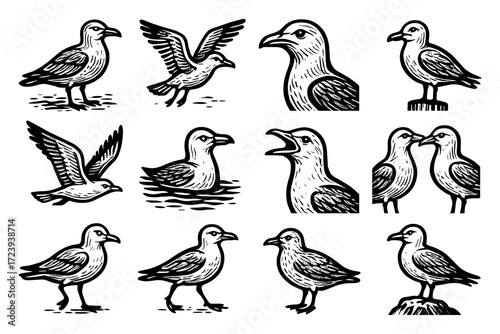 Collection of seagull illustrations in hand-drawn style