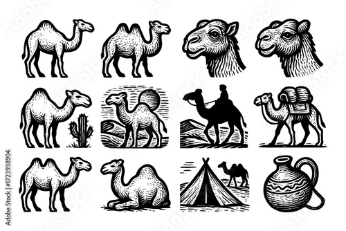Vintage camel illustrations collection: desert scenes and wildlife graphics