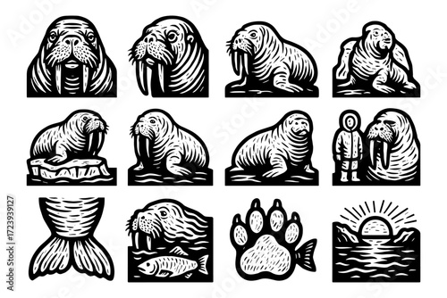 Walrus design collection: rustic woodcut style animals in natural habitats