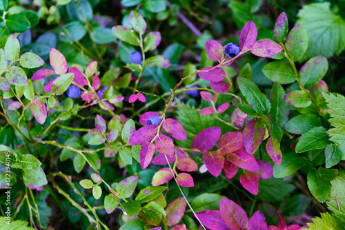 A wild blueberry bush in autumn with multi-colored foliage.