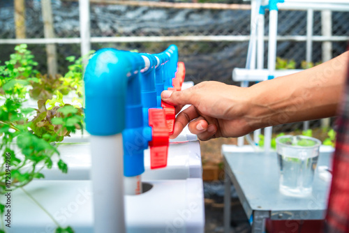Close up hand of farmer opening valves to supply water to the hydroponic greenhouse, Hydroponic vegetables is the practice of growing vegetables with water not having to use soil for planting