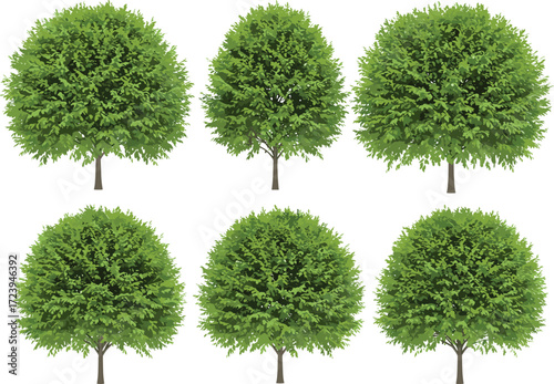 Set of six round green leafy trees illustration with dense foliage, natural garden design, eco friendly landscaping, realistic nature element