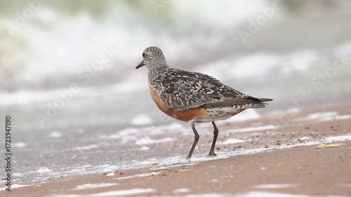 Red-plumaged sandpiper on the shore (close-up). The red knot or just knot (Calidris canutus) is a medium-sized shorebird which breeds in tundra and the Arctic. Slow motion (120 fps)