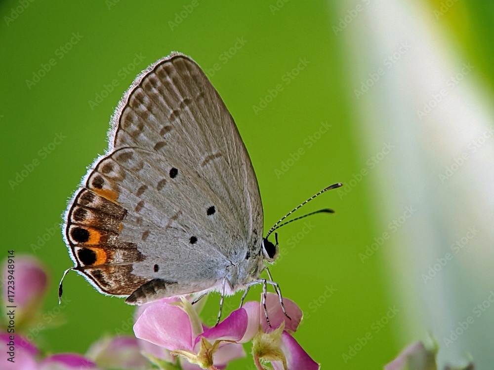 Obraz premium Detailed Photo of Zizula hylax Butterfly in the Wild with Beautiful Wings and Clear Texture